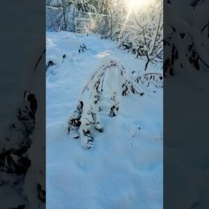 Permaculture orchard got buried from this last storm! 🌳🌨❄️